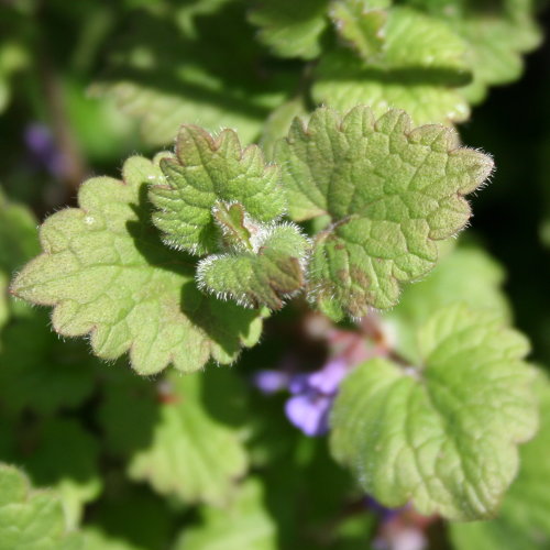 Gewöhnliche Gundelrebe / Glechoma hederacea