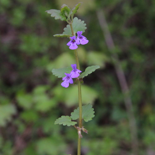 Gewöhnliche Gundelrebe / Glechoma hederacea