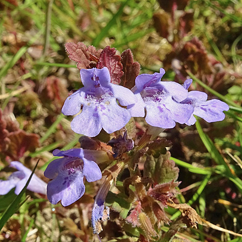 Gewöhnliche Gundelrebe / Glechoma hederacea