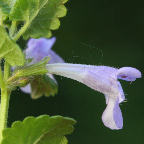 Gewöhnliche Gundelrebe / Glechoma hederacea