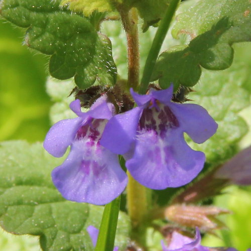 Gewöhnliche Gundelrebe / Glechoma hederacea