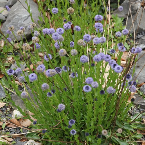 Gemeine Kugelblume / Globularia bisnagarica