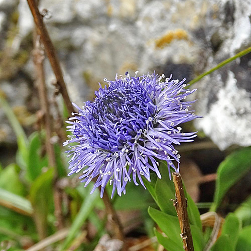 Gemeine Kugelblume / Globularia bisnagarica