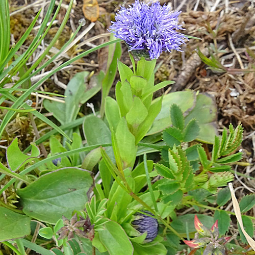 Gemeine Kugelblume / Globularia bisnagarica