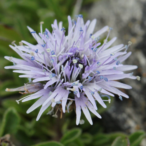 Herzblättrige Kugelblume / Globularia cordifolia