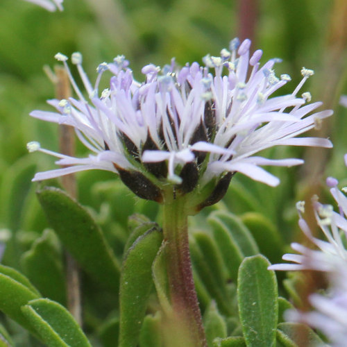 Herzblättrige Kugelblume / Globularia cordifolia