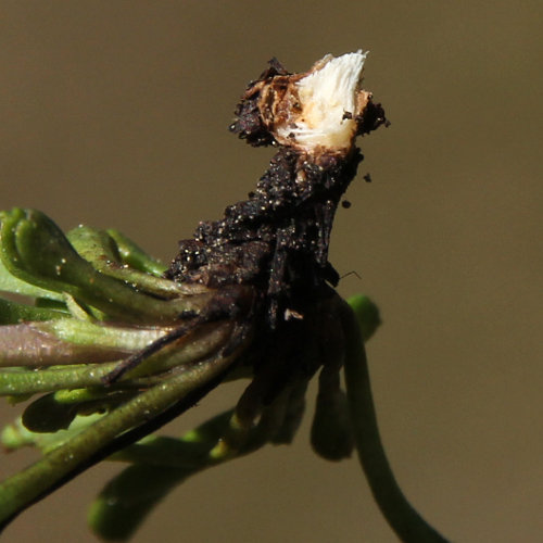 Herzblättrige Kugelblume / Globularia cordifolia