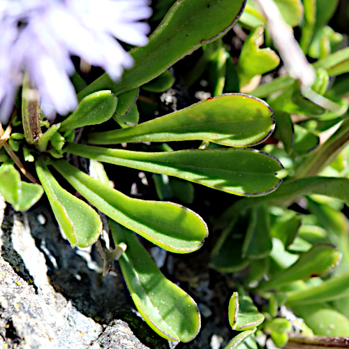 Herzblättrige Kugelblume / Globularia cordifolia