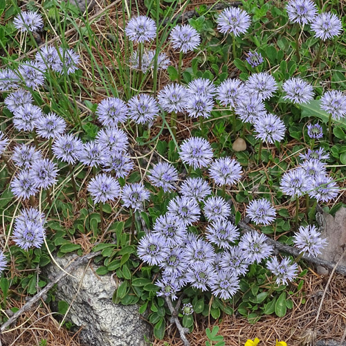 Herzblättrige Kugelblume / Globularia cordifolia