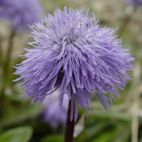 Schaft-Kugelblume / Globularia nudicaulis