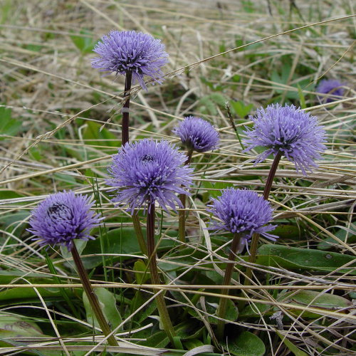 Schaft-Kugelblume / Globularia nudicaulis