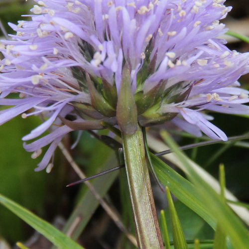 Schaft-Kugelblume / Globularia nudicaulis