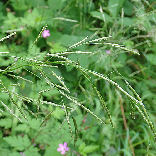 Faltiges Süssgras / Glyceria notata