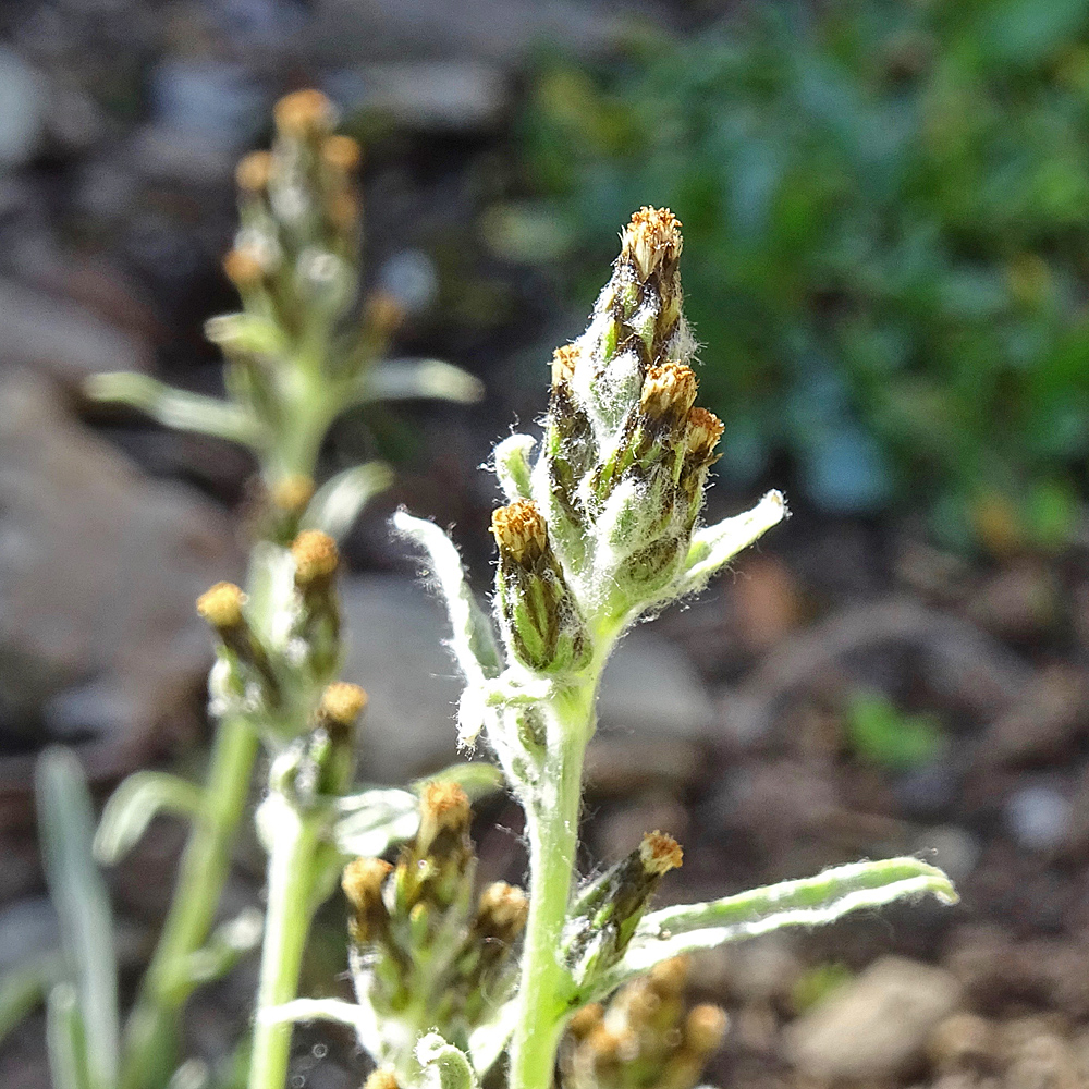 Hoppes Ruhrkraut / Gnaphalium hoppeanum