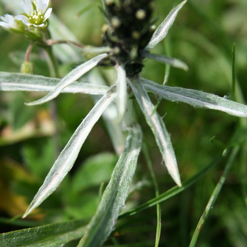 Norwegisches Ruhrkraut / Gnaphalium norvegicum