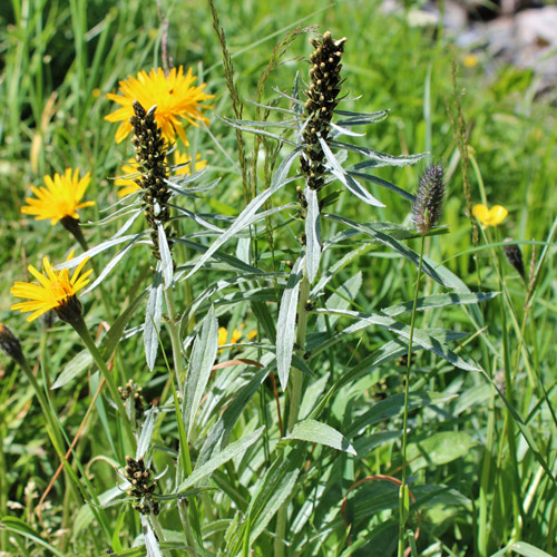 Norwegisches Ruhrkraut / Gnaphalium norvegicum