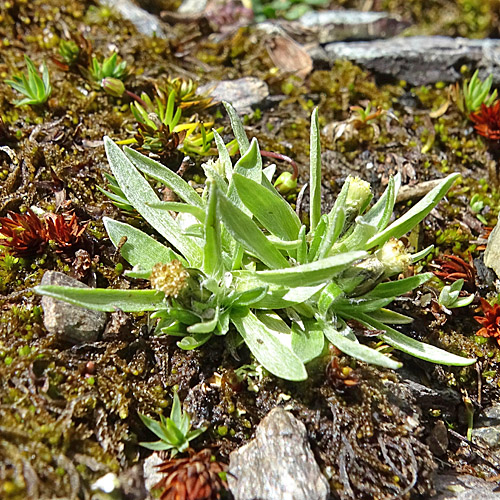 Niedriges Ruhrkraut / Gnaphalium supinum