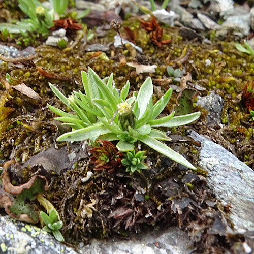 Niedriges Ruhrkraut / Gnaphalium supinum