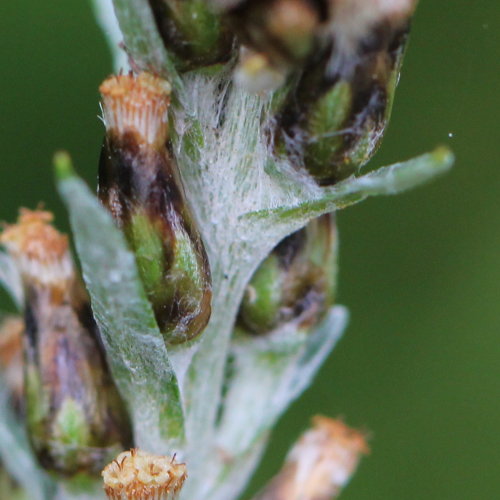 Wald-Ruhrkraut / Gnaphalium sylvaticum