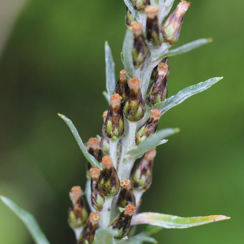 Wald-Ruhrkraut / Gnaphalium sylvaticum