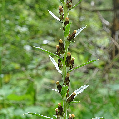 Wald-Ruhrkraut / Gnaphalium sylvaticum