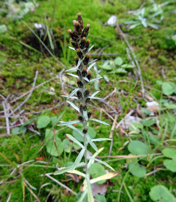 Wald-Ruhrkraut / Gnaphalium sylvaticum