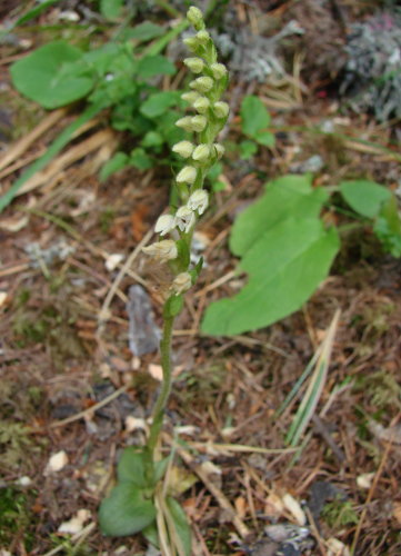 Moosorchis / Goodyera repens