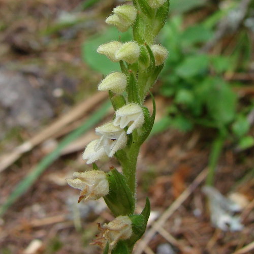 Moosorchis / Goodyera repens