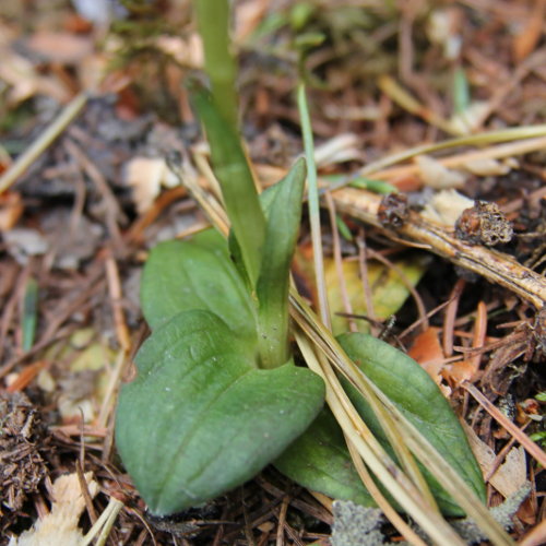 Moosorchis / Goodyera repens