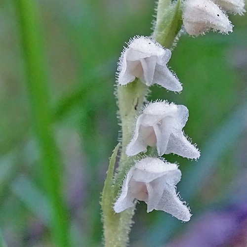 Moosorchis / Goodyera repens