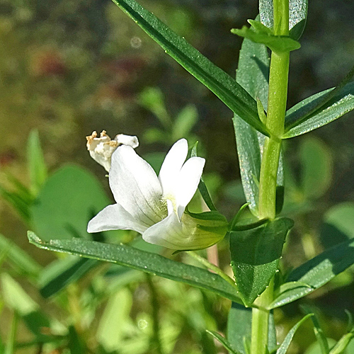 Gnadenkraut / Gratiola officinalis