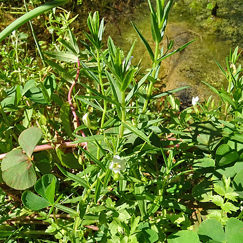 Gnadenkraut / Gratiola officinalis