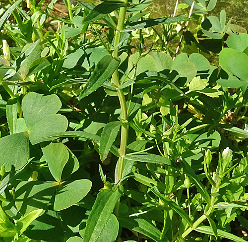 Gnadenkraut / Gratiola officinalis