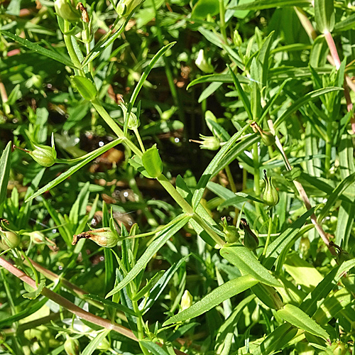 Gnadenkraut / Gratiola officinalis