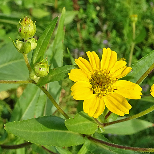 Ramtillkraut / Guizotia abyssinica