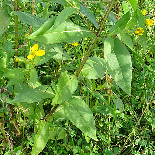 Ramtillkraut / Guizotia abyssinica