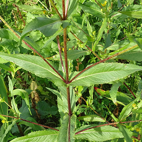 Ramtillkraut / Guizotia abyssinica