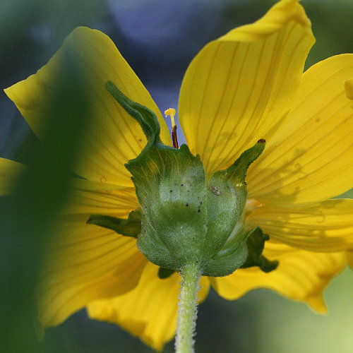 Ramtillkraut / Guizotia abyssinica