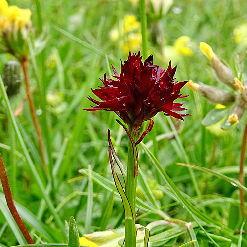 Oesterreichisches Männertreu / Nigritella austriaca