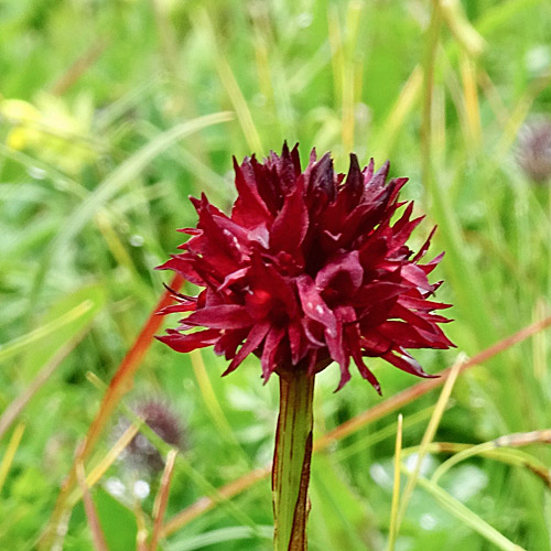 Oesterreichisches Männertreu / Nigritella austriaca