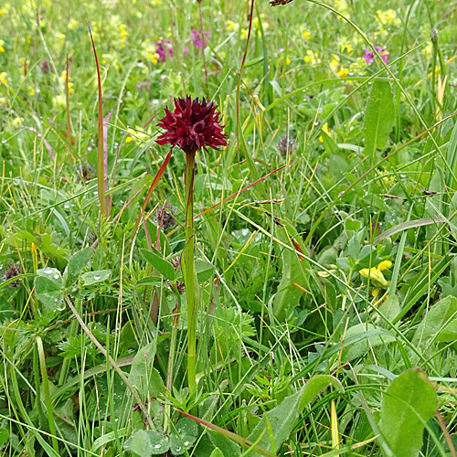 Oesterreichisches Männertreu / Nigritella austriaca