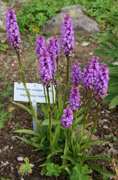 Langspornige Handwurz / Gymnadenia conopsea