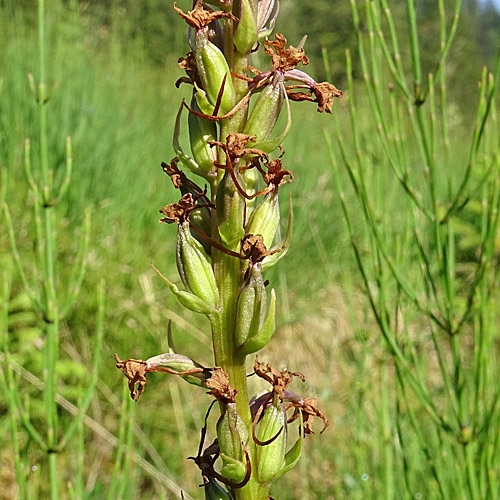 Langspornige Handwurz / Gymnadenia conopsea