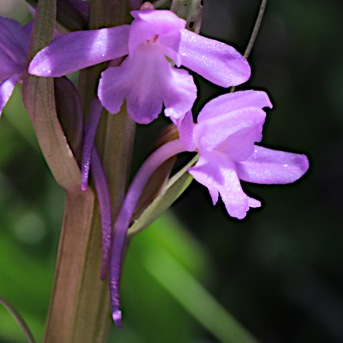 Langspornige Handwurz / Gymnadenia conopsea