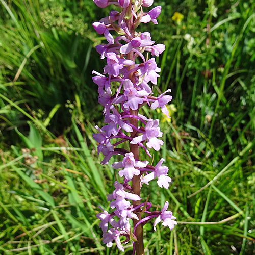 Langspornige Handwurz / Gymnadenia conopsea