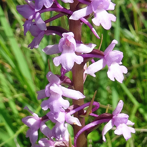 Langspornige Handwurz / Gymnadenia conopsea