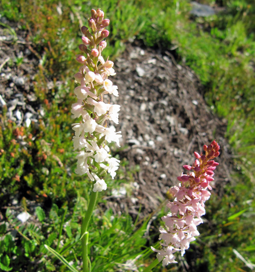 Wohlriechende Handwurz / Gymnadenia odoratissima