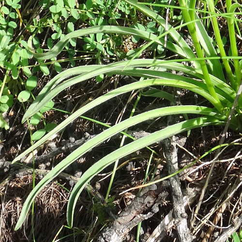 Wohlriechende Handwurz / Gymnadenia odoratissima