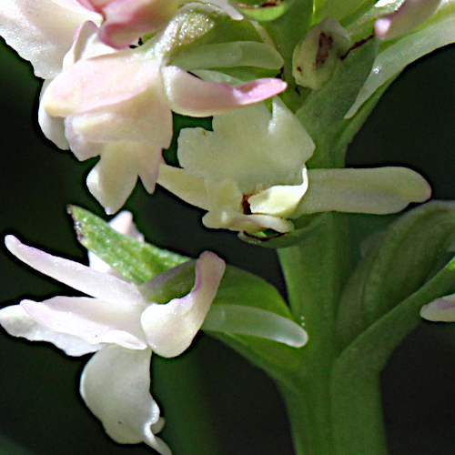 Wohlriechende Handwurz / Gymnadenia odoratissima