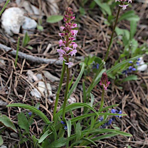 Wohlriechende Handwurz / Gymnadenia odoratissima